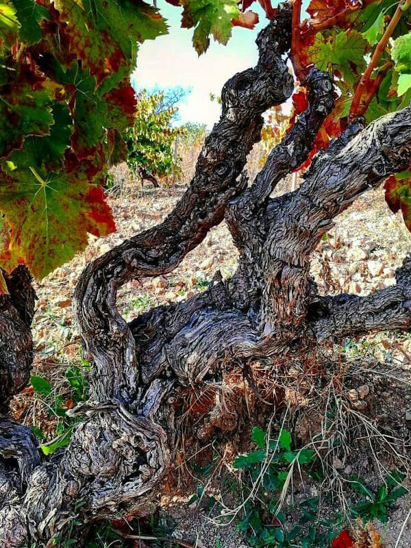 Old Vine of Cannonau grape in the vineyard of Pietro Uras in Sardinia