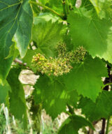 Castello di Radda, vineyard Sangiovese grape vine flowering