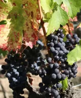 La Castellina Scuarcialupi - ripe Merlot grapes, the day of harvest 06 October 2021