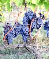 Ripe Sangiovese grapes before harvesting in a vineyards of La Castellina Scuarcialupi in Chianti Classico