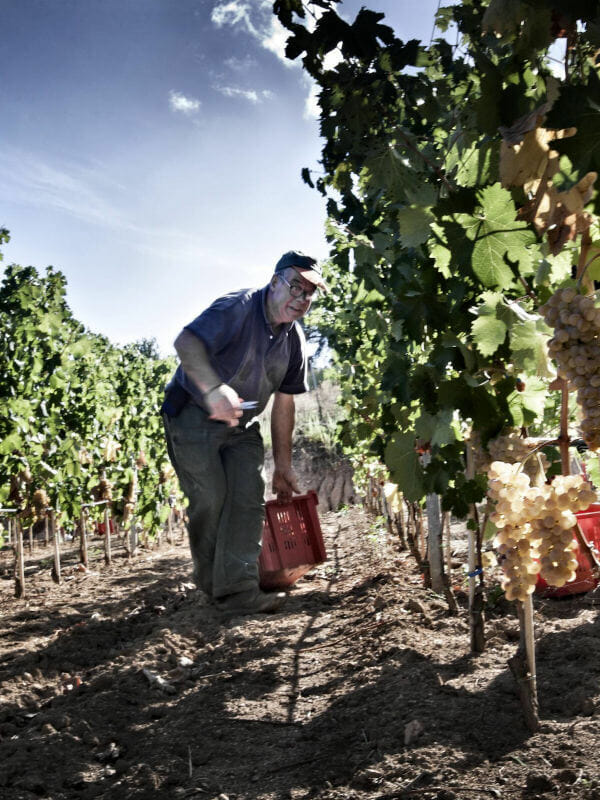Siddura worker in the vineyard