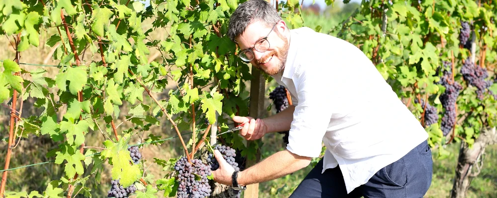 Oleg Dmitriev, Wine Portfolio Director of Independent Wine, harvesting Nebbiolo grapes in Neive, Barbaresco