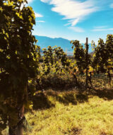 Vineyards of K. Martini and Sohn in Alto Adige