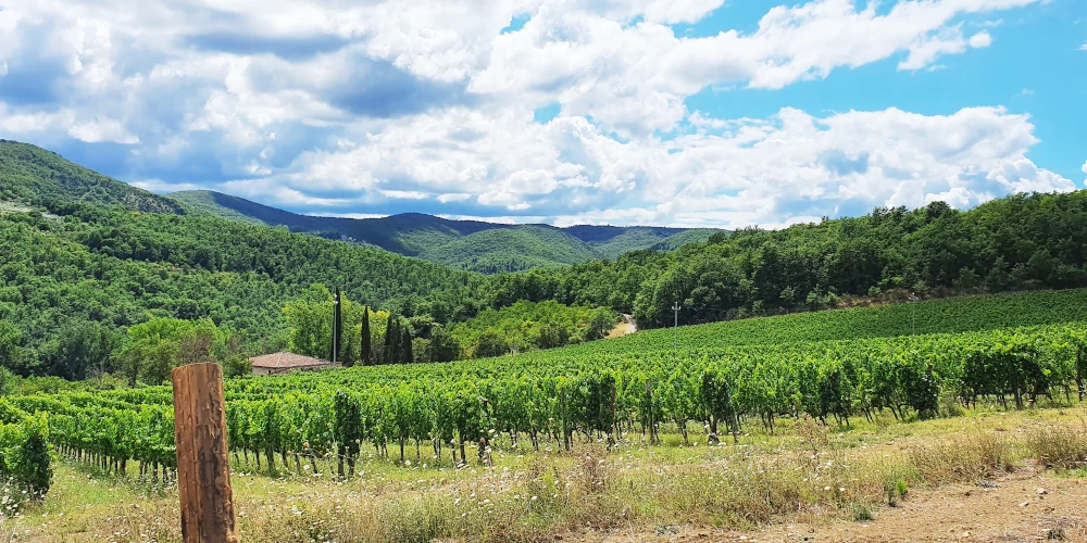 Castello di Radda's Poggio Selvale Vineyard, Radda in Chianti, Toscana