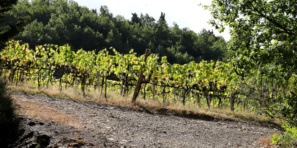 Dark Galestro soil in La Castellina's vineyard near Castellina in Chianti, Chianti Classico