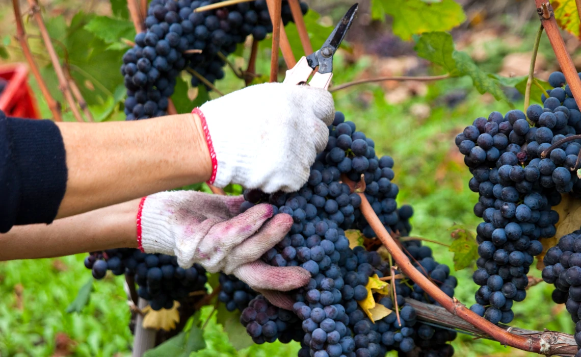 Picker harvesting Nebbiolo grapes with cutters in Gallina cru vineyard, Neive, Barbaresco, Italy