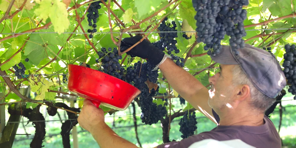 Pickers harvesting Teroldego grapes in Mezzolombardo, Trentino