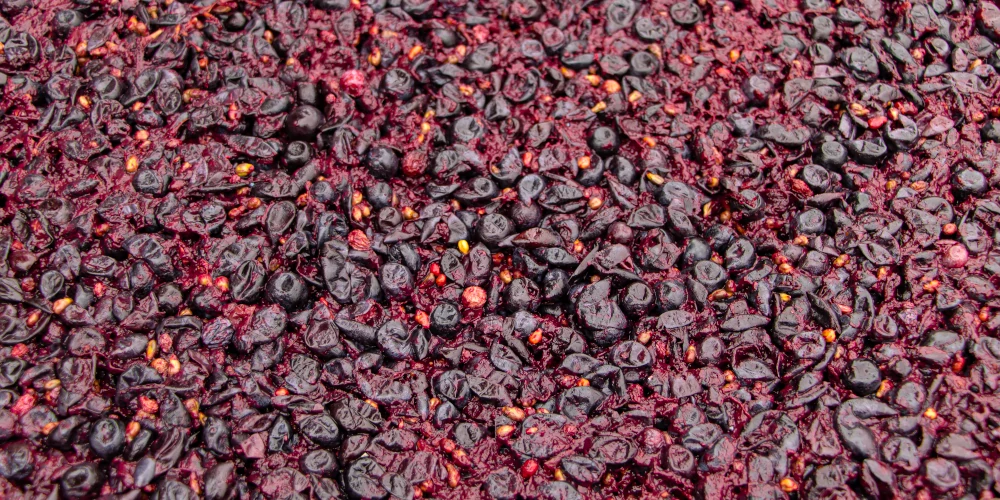 Red grapes cap during the fermentation process