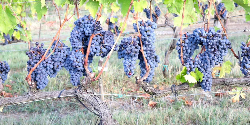 Ripe Sangiovese grapes before harvesting in a vineyards of La Castellina in Chianti Classico