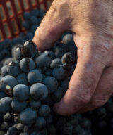 Sangiovese grapes in the cellar at ridolfi winery