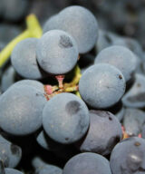 Rubinelli Vajol corvina grapes