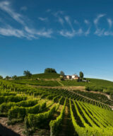 Vineyards of Malvirà on the Trinità hill in Roero