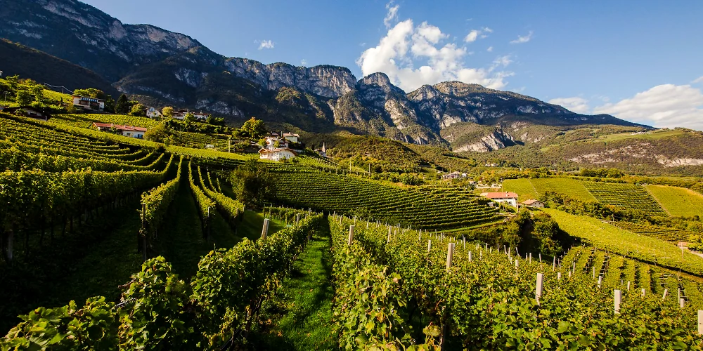 Kurtatsch, Penon vineyard Alto Adige, Italy