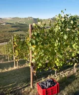 Gallina MGA vineyard, harvesting of Nebbiolo grapes, Francone, Neive, Barbaresco DOCG, Piemonte, Italy