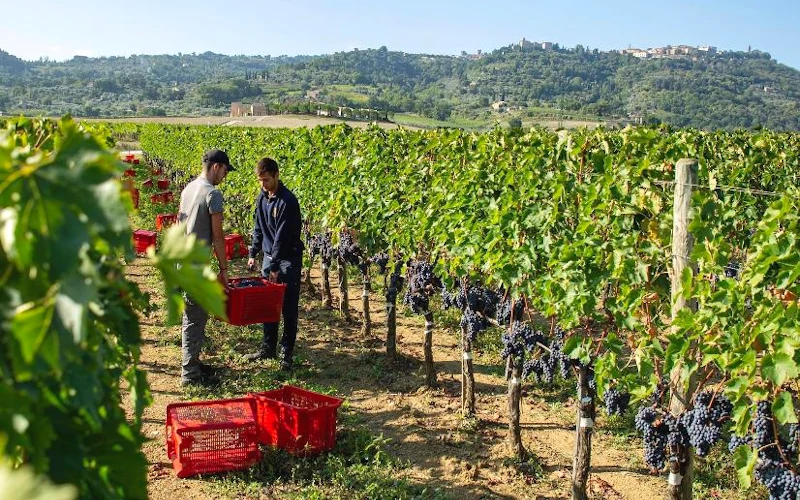 Grape pickers harvesting Sangiovese in Montalcino, Tuscany, Italy