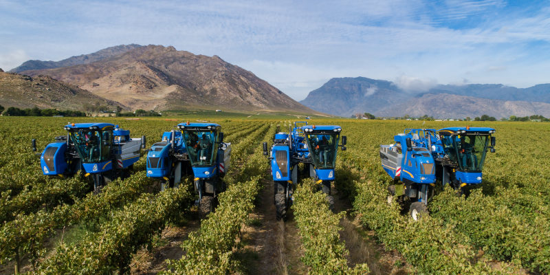 Mechanical harvesters picking grapes