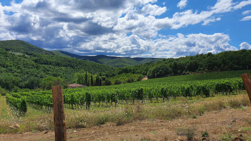 Vineyard of Castello di Radda, Radda in Chianti, Chianti Classico DOCG