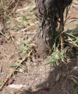 Soil in the Castello di Radda vineyard, Radda in Chianti, Tuscany, Italy