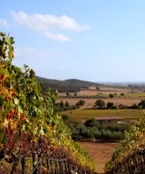 Vineyard of Villa Pinciana, view to the Tyrrhenian sea, Maremma, Toscana