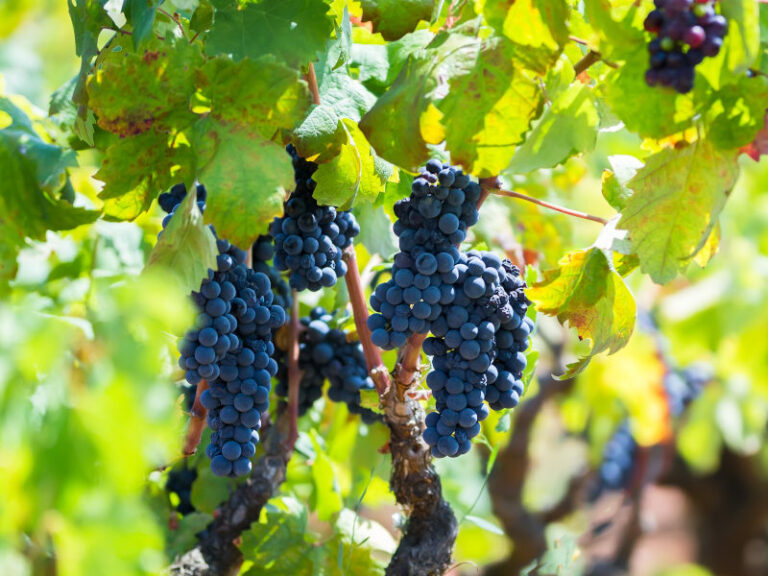 Guide to Primitivo wine (Italian Zinfandel) Independent Wine