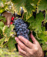 Manual harvesting of Montefalco Sagrantino grapes, Fratelli Pardi, Montefalco
