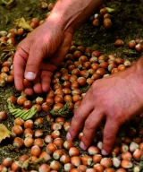 Hands of the producer collecting hazelnuts, Nocciole d'Elite, Alta Langa, Piemonte