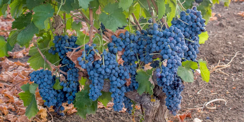Nero d'Avola grapes on an old vine, in Sicilia