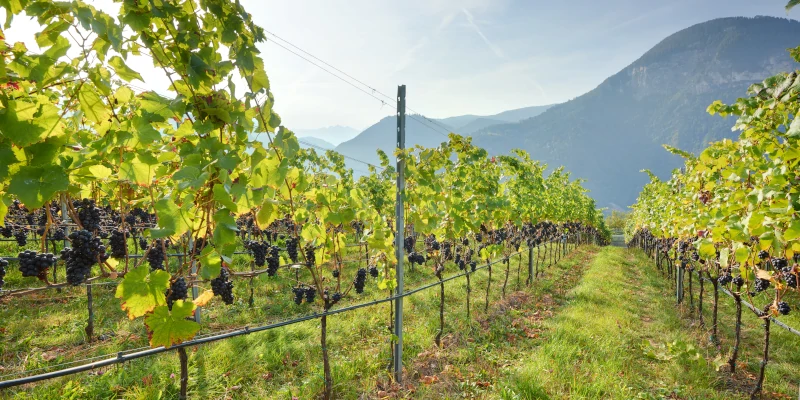 Pinot Noir grapes in the Vigna Kofl vineyard, 1030 metres abvove sea level, the Dolomite Alps, Alto Adige DOC, Italy