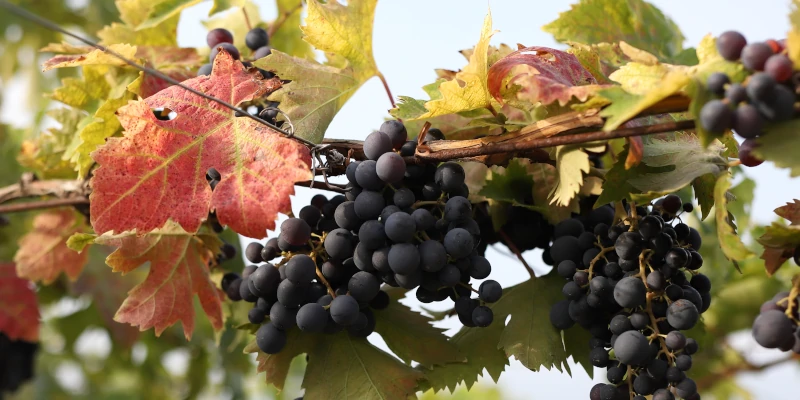 Ripe Montepulciano d'Abruzzo grapes, ready for harvest, Orlandi Contucci Ponno vineyard, Abruzzo