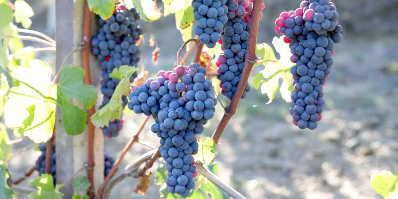 Ripe Nebbiolo grapes in a vineyard of Paolo Demarie in La Morra, Barolo DOCG, Piemonte