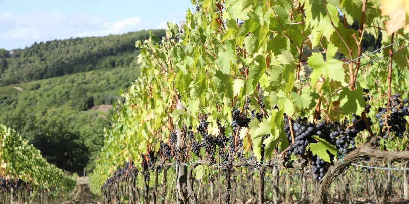 Ripe Sangiovese grapes before harvesting in a vineyards of La Castellina in Chianti Classico