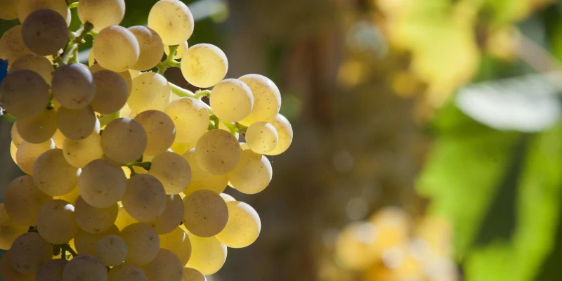 Ripe Vermentino grapes on the vine - Siddura vineyard, Gallura, Sardinia, Italy