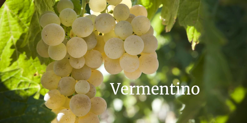 Vermentino grapes on the vine - Siddura vineyard, Sardinia, Italy