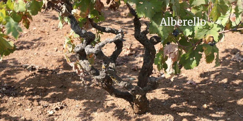 Vine of Primitivo grape cultivated with the Alberello method in Manduria, Puglia