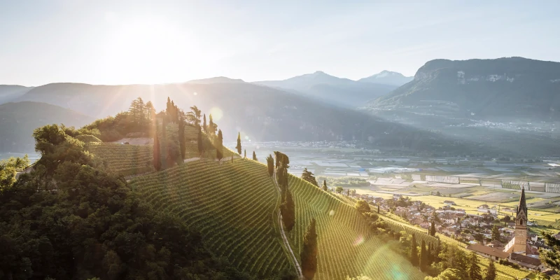 Vineyard on the slope of the Alps, Alto Adige, Italy