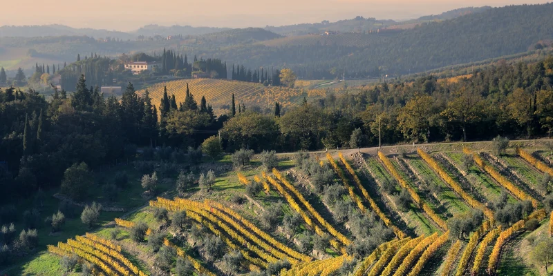 Vineyards in Conca d'Oro, beside Panzano in Chainti, Chainti Classico area, Toscana, Italy