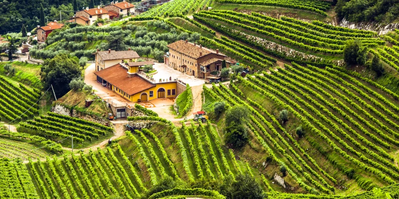 Winery and terraced vineyards in Valpolicella DOC area, Veneto, Italy