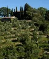 Gagliole olive trees growing on terraces on the mountain in Castellina in Chianti