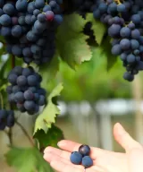 Hand holding ripe Montepulciano d'Abruzzo grapes, ready for harvest, Orlandi Contucci Ponno vineyard, Abruzzo