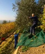 Two old farmers harvesting olives from trees growing on terraces in Panzano, Chianti Classico