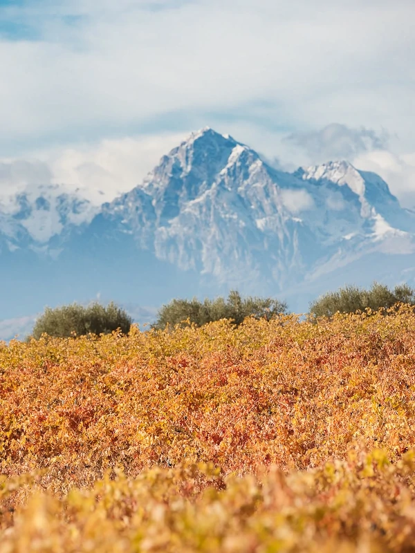 Vineyards of the Orlandi Contucci Ponno winery and Gran Sasso mountain at the background, Abruzzo, Italy