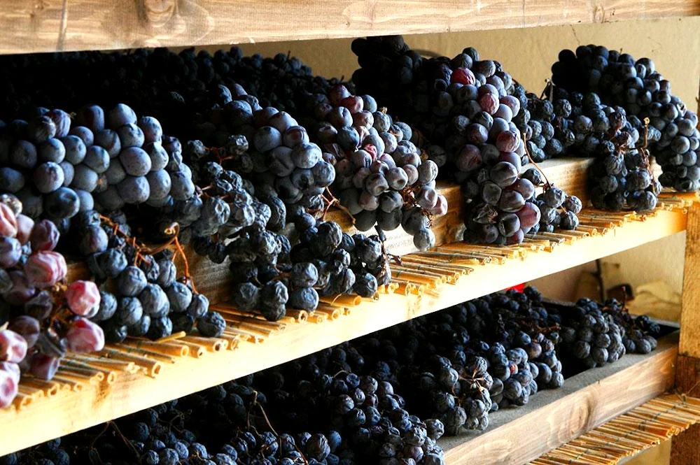 Appasimento Corvina and Corvinone grapes drying in fruttaio