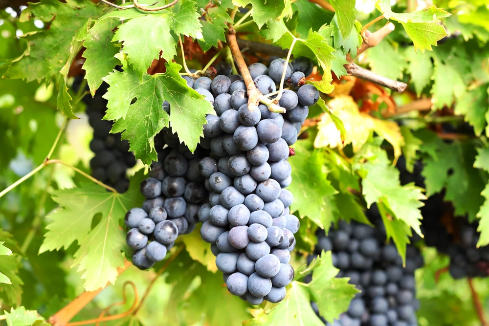 Corvina Veronese grapes, Massimago vineyard, Valpolicella Orientale