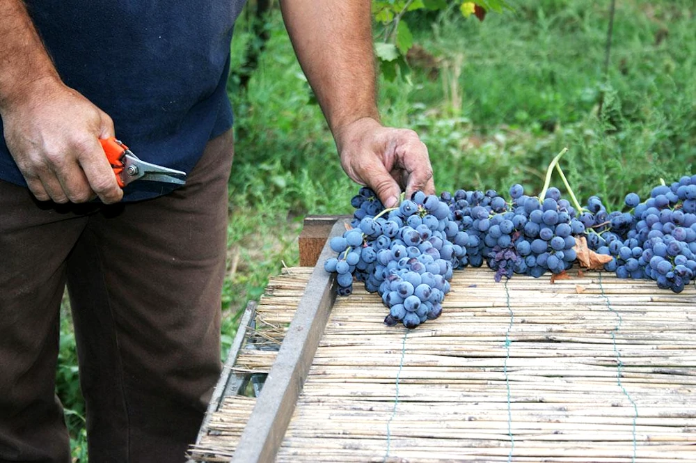 Man laying bunches of Corvina grapes on table with bamboo sticks after harvest