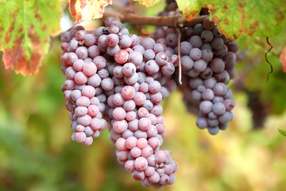 Molinara grapes in Massimago vineyard, Valpolicella Orientale, photo by Oleg Dmitriev