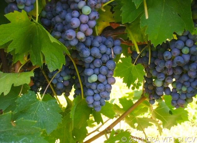 Oseleta grape bunch