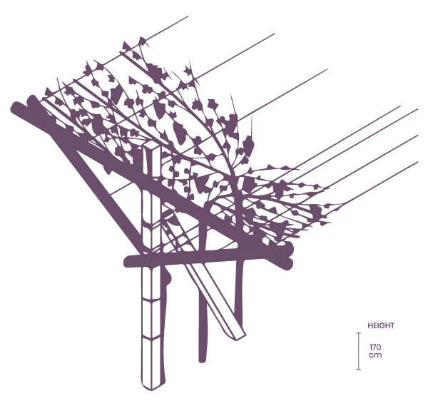 Pergola Veronese vine training system