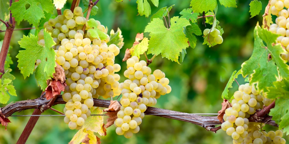 Ripe Arneis grapes ready for harvest