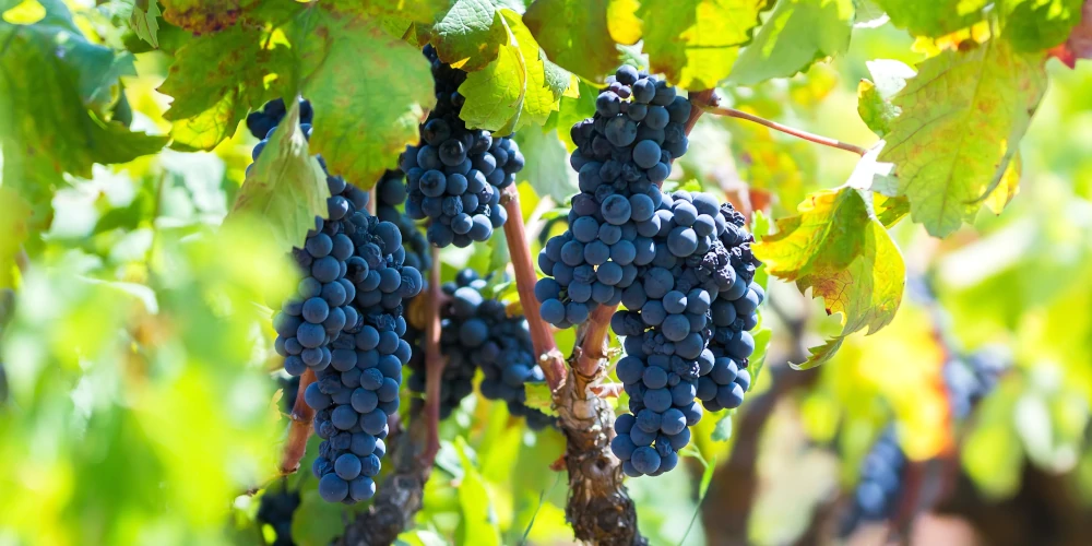 Ripe Primitivo grape on the vine in Salento IGT, Puglia, Italy