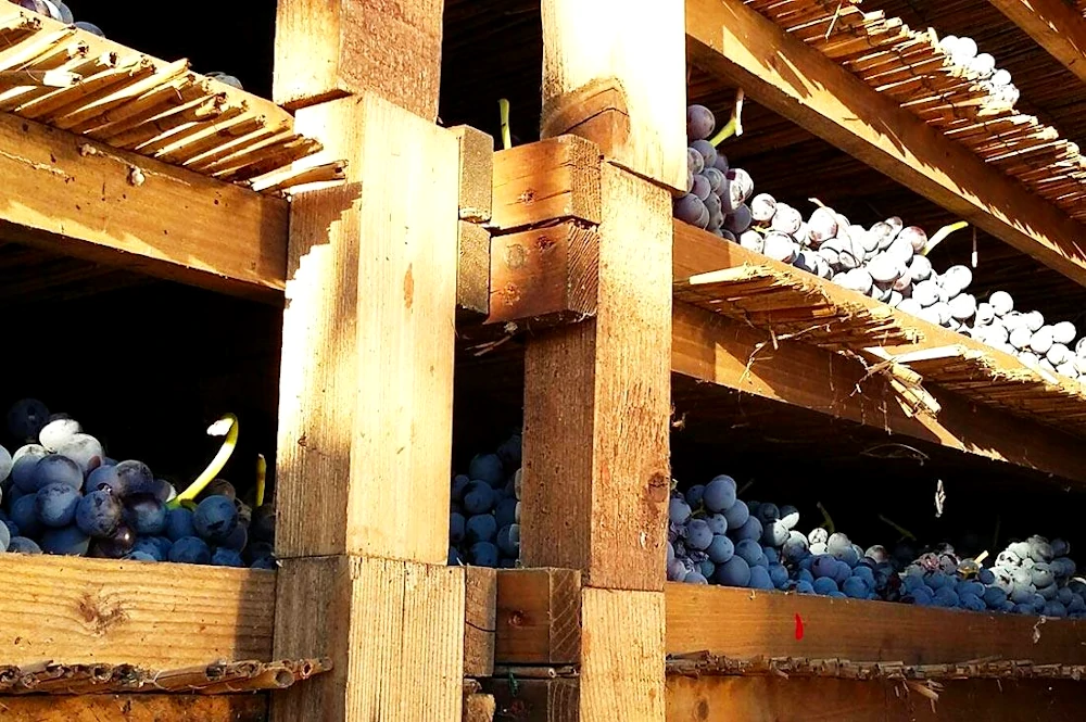 Rubinelli Vajol Corvina grapes drying to produce Amarone wine